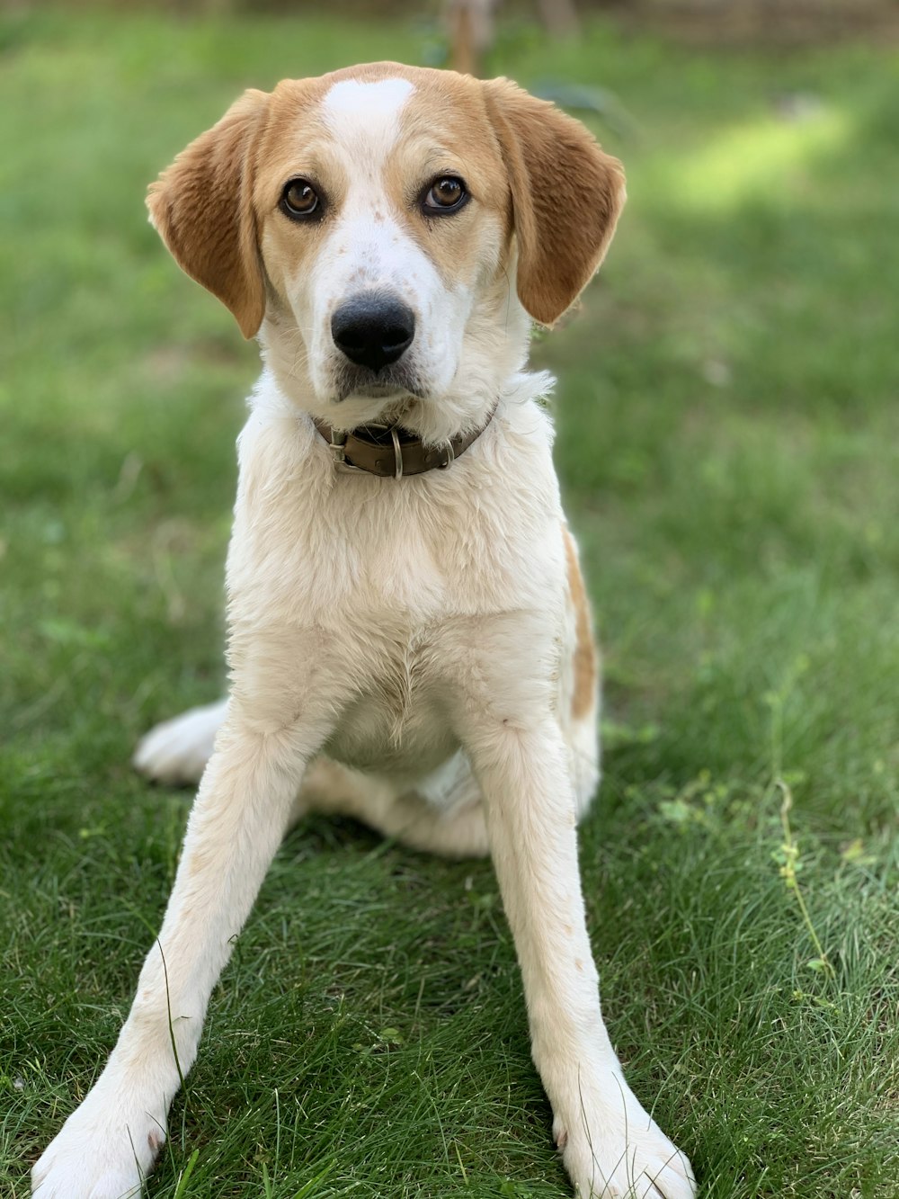 white and brown short coated dog on green grass during daytime