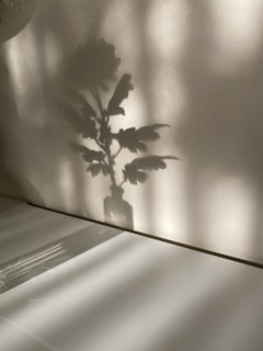 A delicate plant casting gentle shadows on a textured wall.