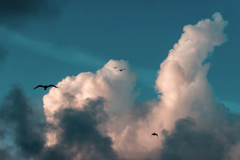 pássaros voando sob o céu azul durante o dia