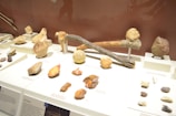 A collection of ancient artifacts displayed on white platforms, including various shaped stones and primitive tools. The tools are made from wood and stone, featuring hammers and cutting implements. Background silhouettes depict early humans and spears.