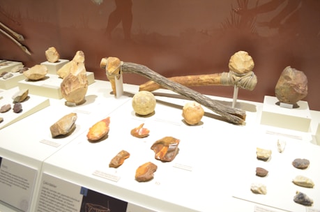 A collection of ancient artifacts displayed on white platforms, including various shaped stones and primitive tools. The tools are made from wood and stone, featuring hammers and cutting implements. Background silhouettes depict early humans and spears.