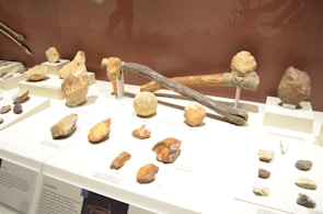 A collection of ancient artifacts displayed on white platforms, including various shaped stones and primitive tools. The tools are made from wood and stone, featuring hammers and cutting implements. Background silhouettes depict early humans and spears.
