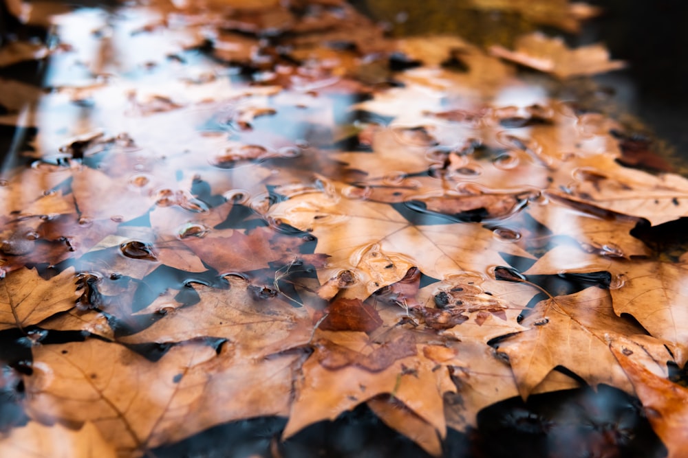 brown leaves on water during daytime