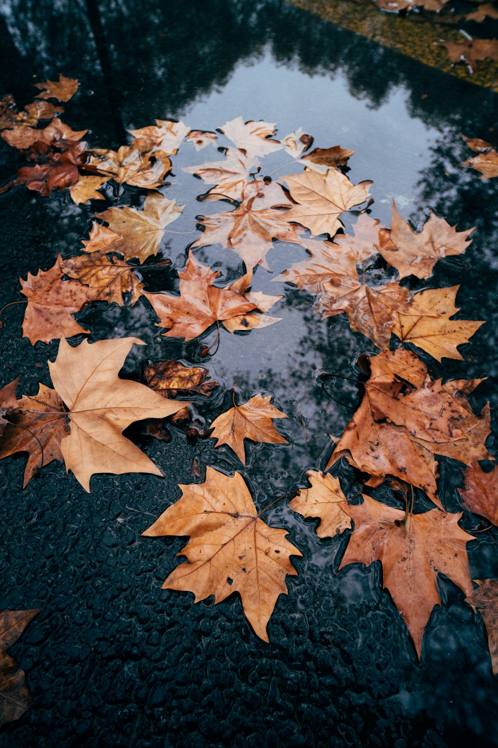 brown maple leaves on black concrete floor