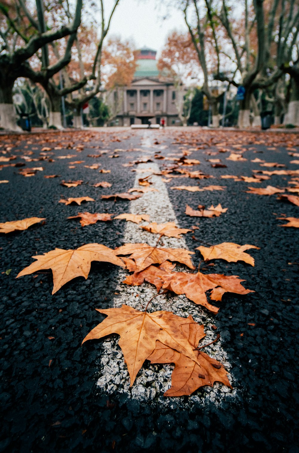 brown leaves on the ground