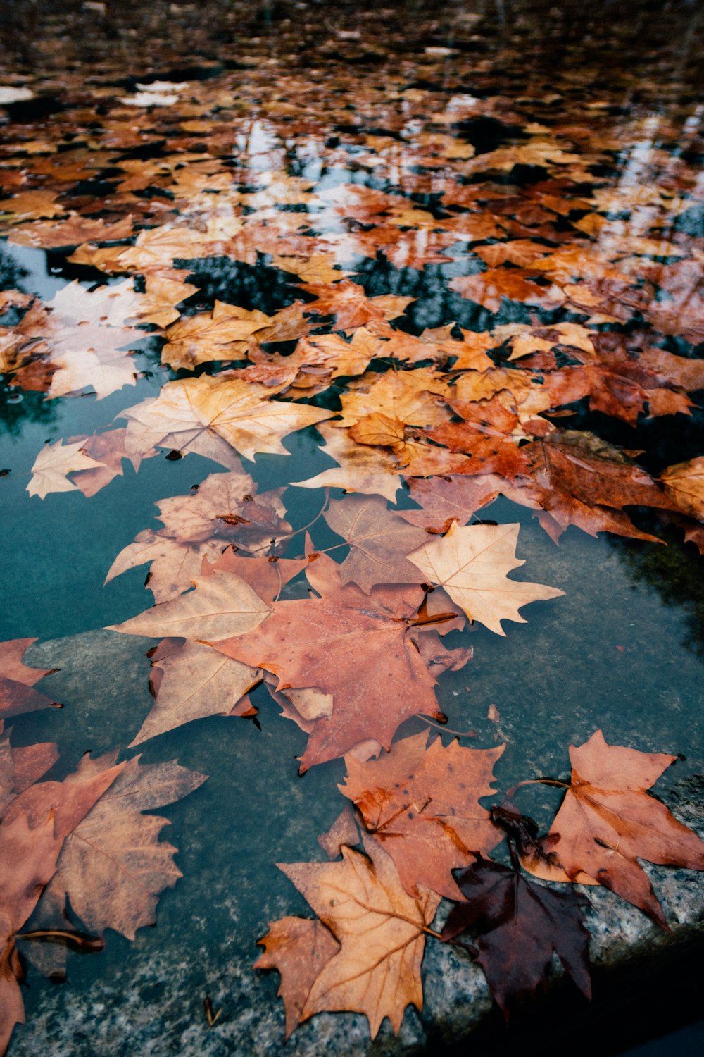 brown leaves on body of water
