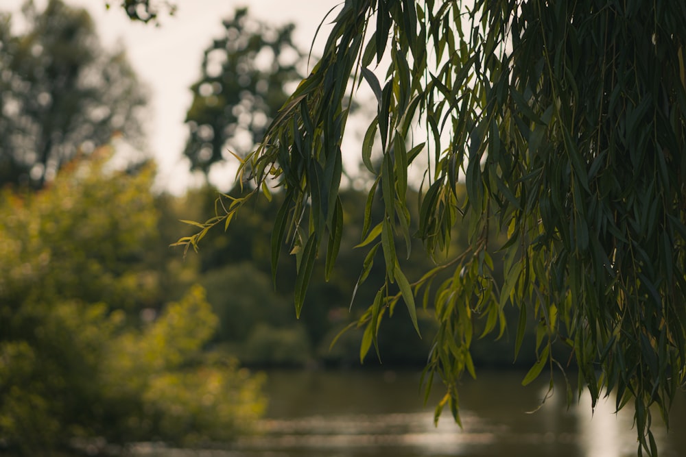 green plant near body of water during daytime