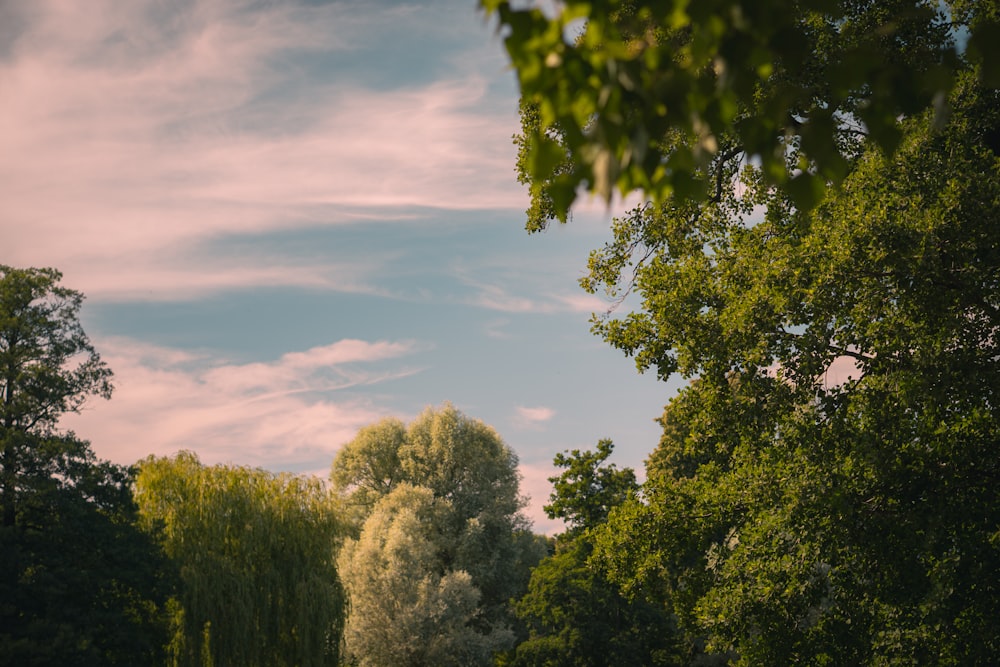 green trees under cloudy sky during daytime