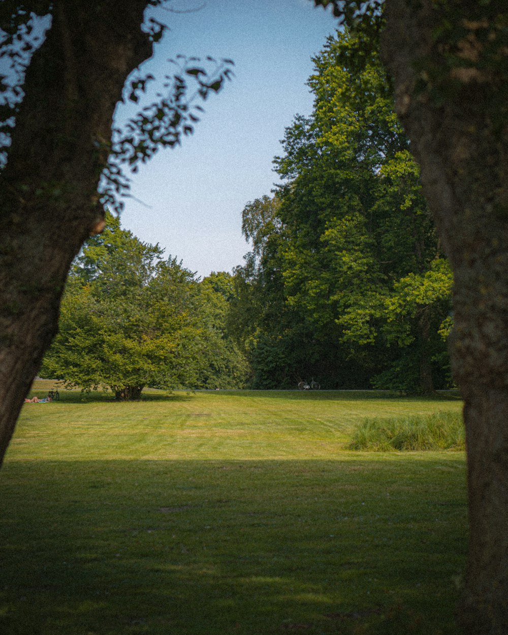 green grass field with trees during daytime