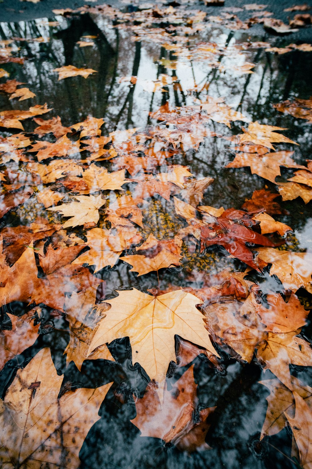 brown maple leaves on ground