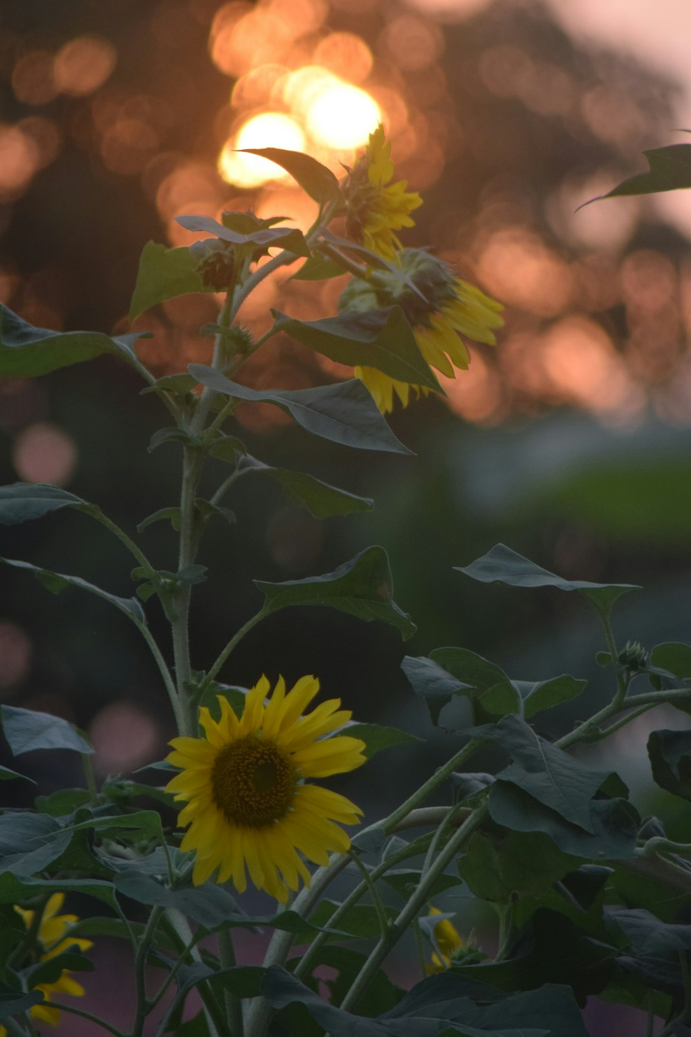 Girasol amarillo en lente de cambio de inclinación