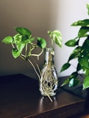 green plant in clear glass vase