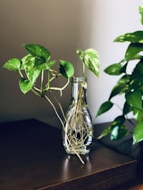 green plant in clear glass vase