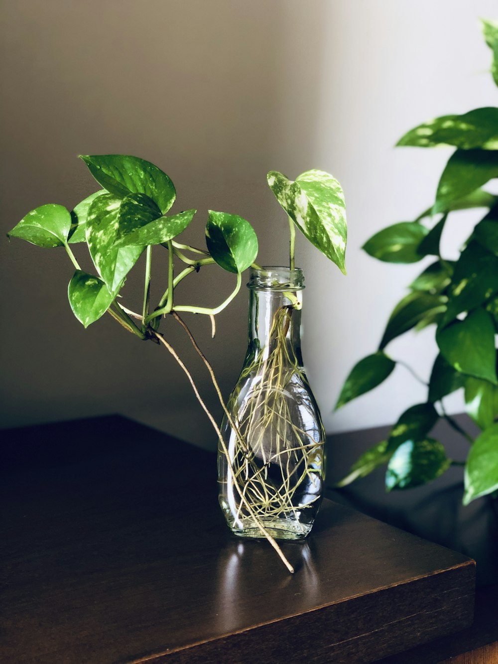 Planta verde en jarrón de vidrio transparente
