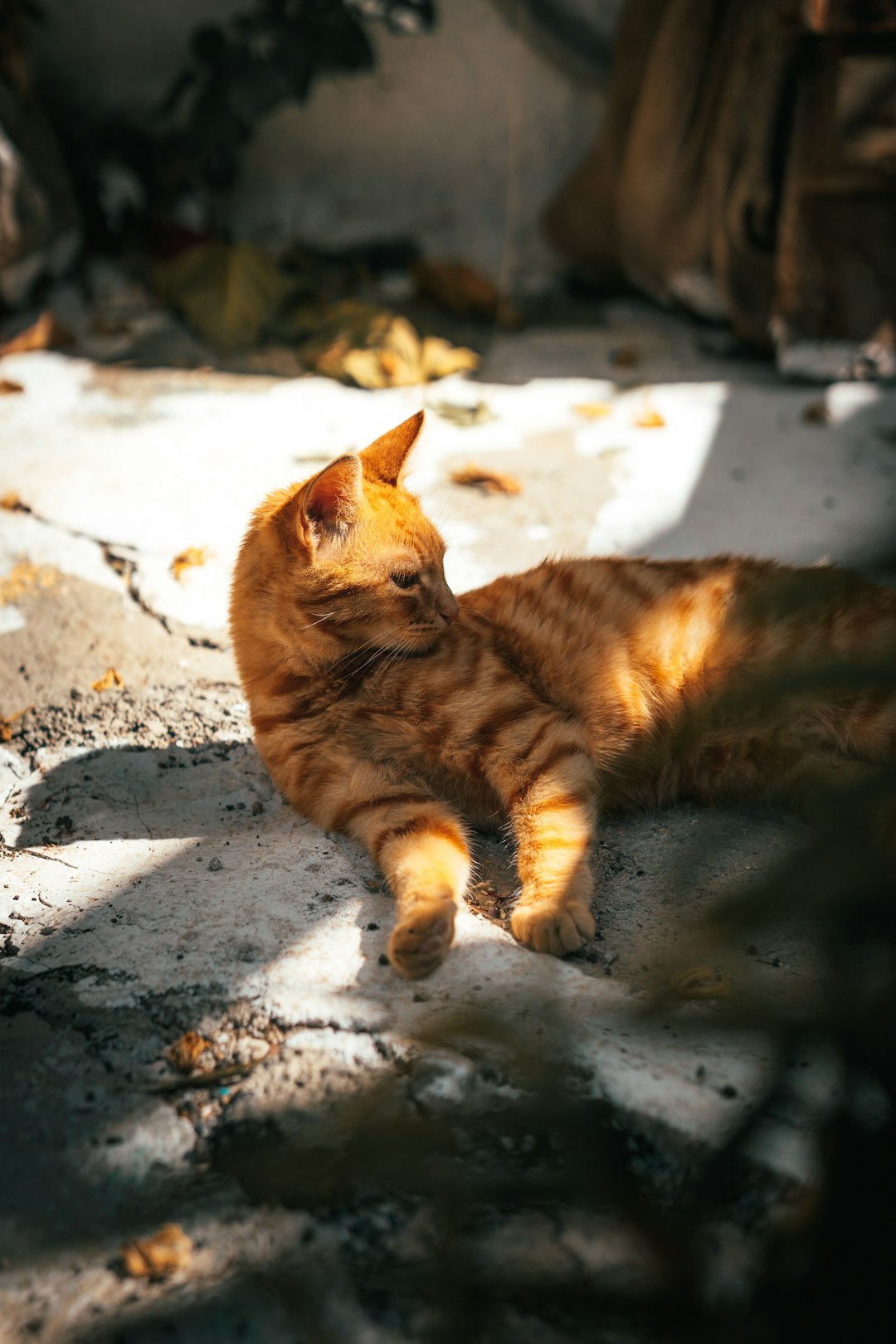 orange tabby cat on gray concrete floor