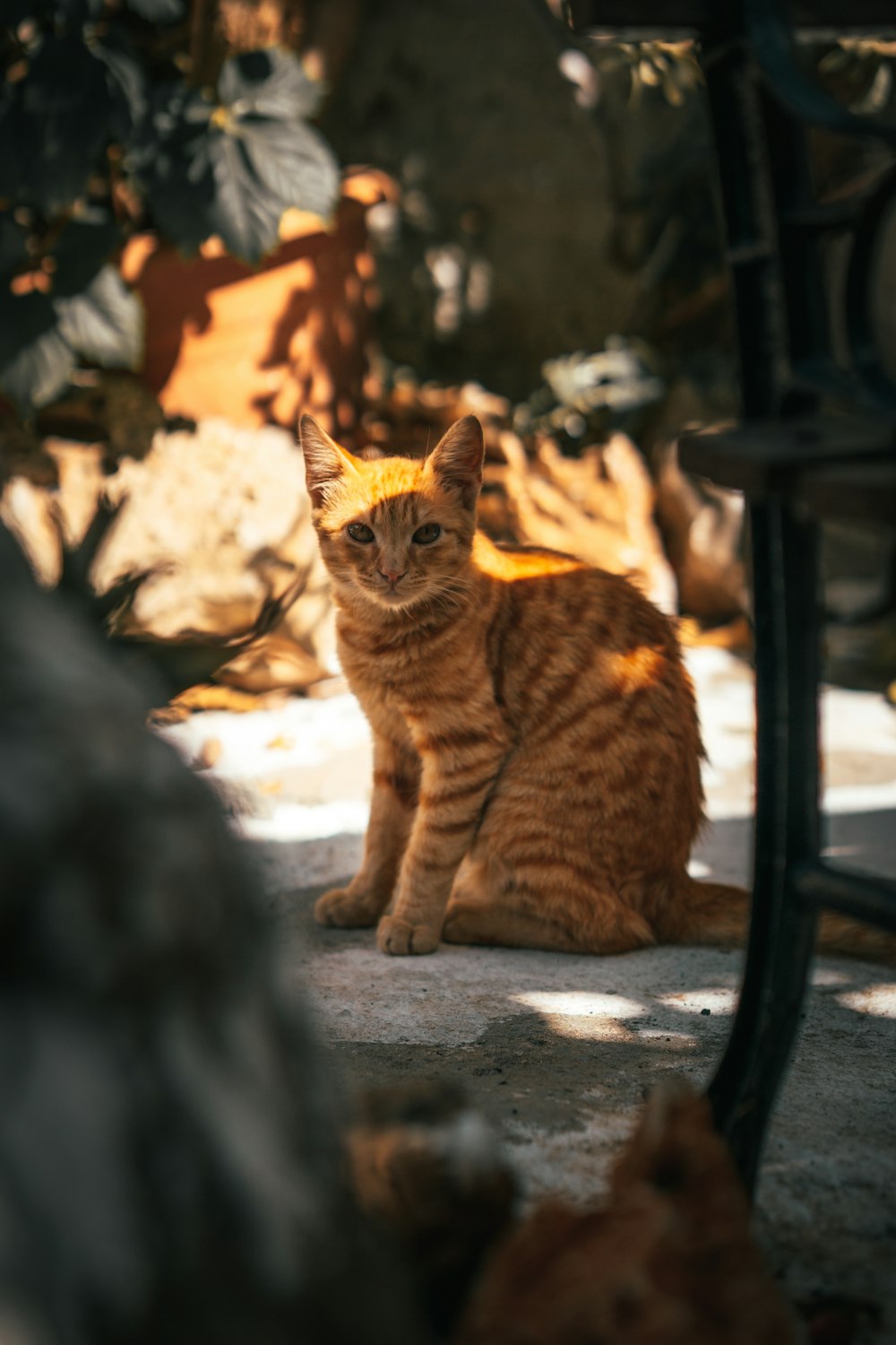 Een oranje kat zittend in de schaduw 