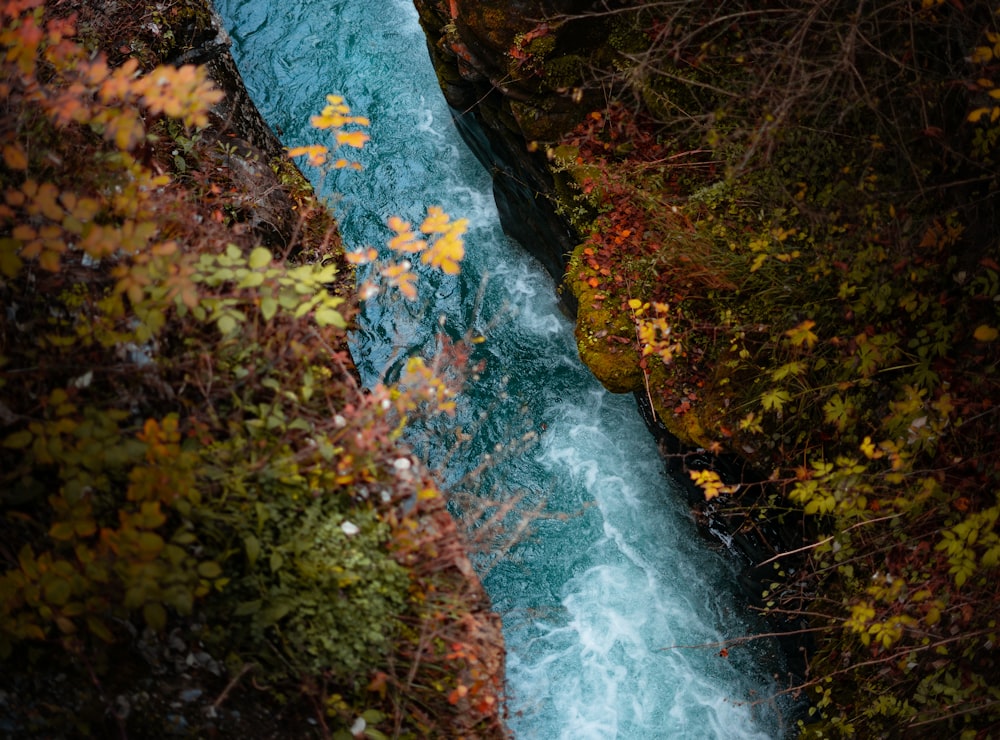 L’eau tombe au milieu de la forêt