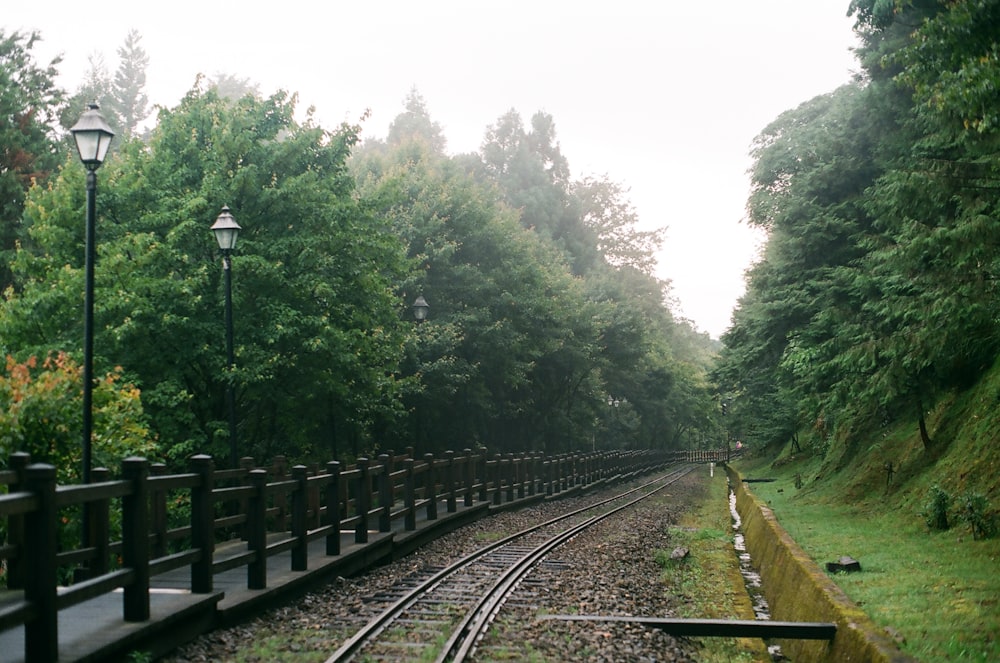 train rail in the forest