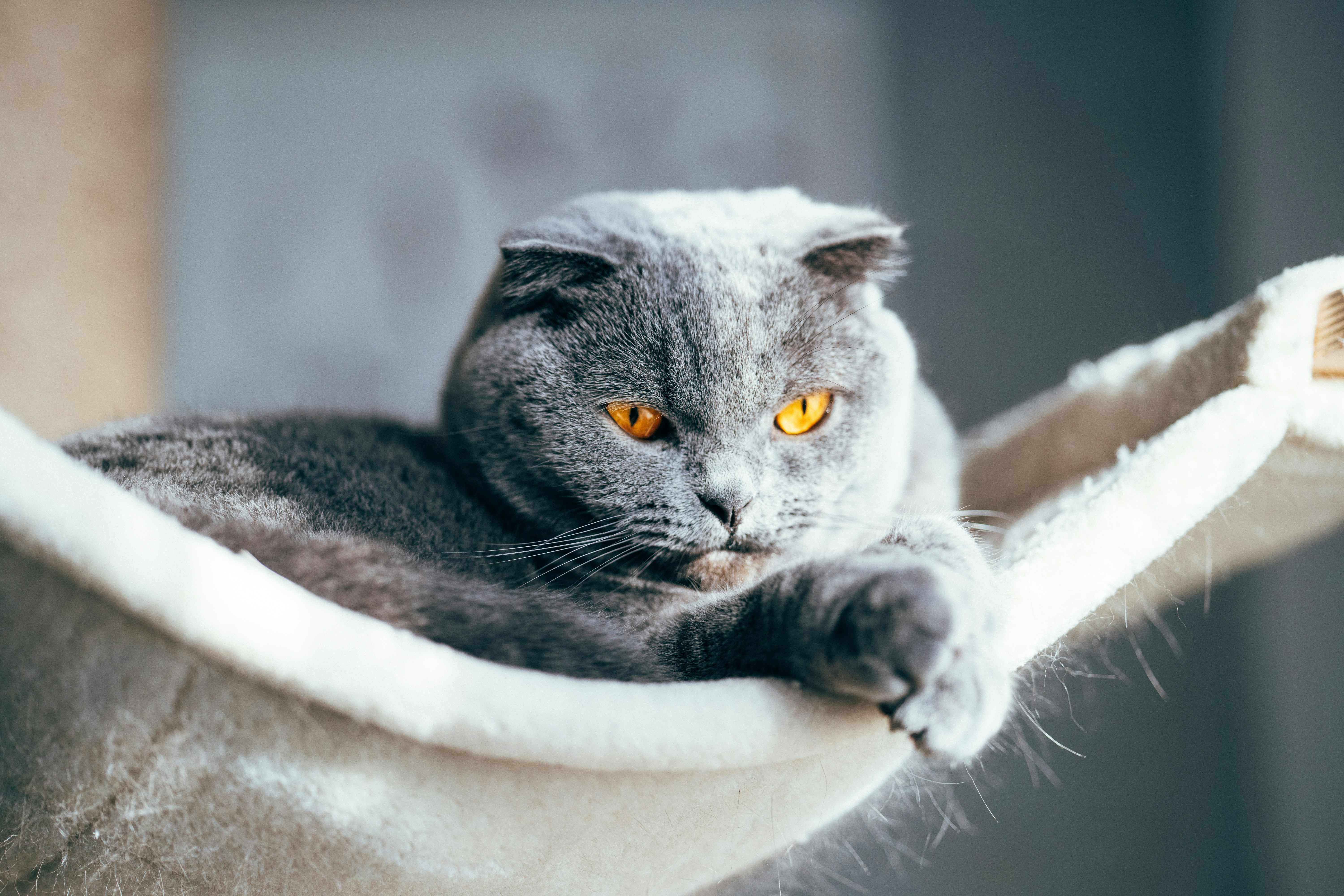 Cat exploring household items