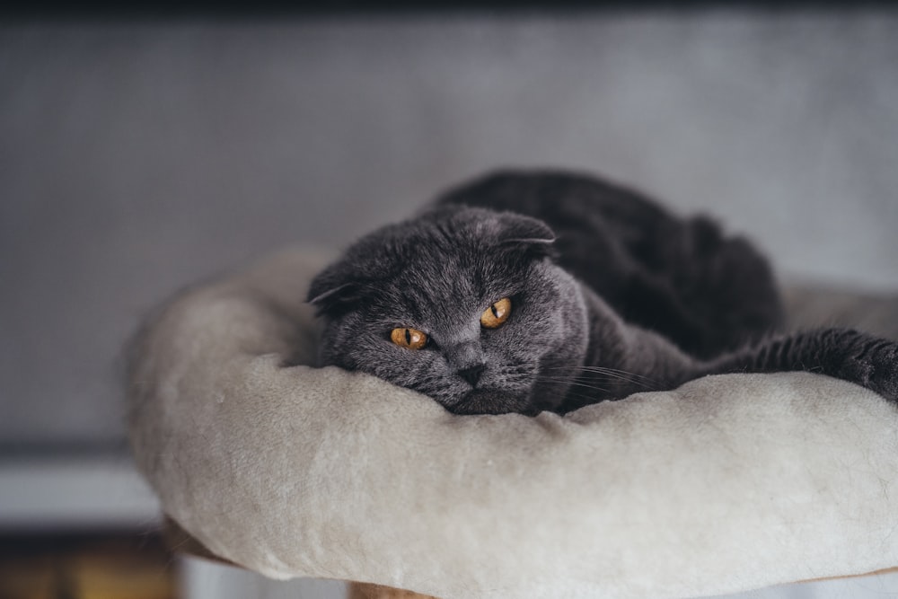 black cat on white textile