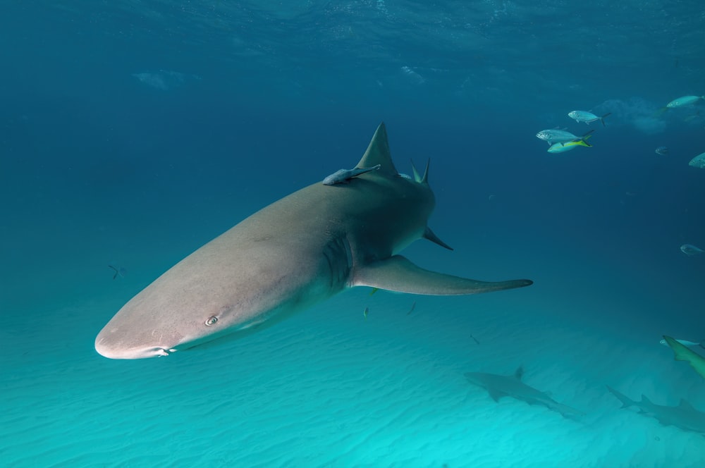 gray shark under water during daytime
