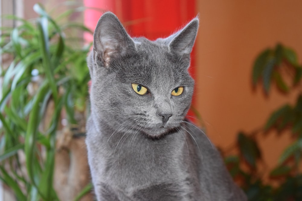 russian blue cat on green grass