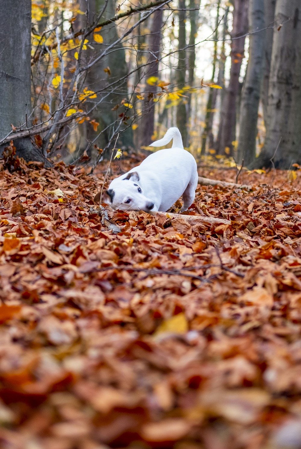 white short coated dog lying on brown dried leaves