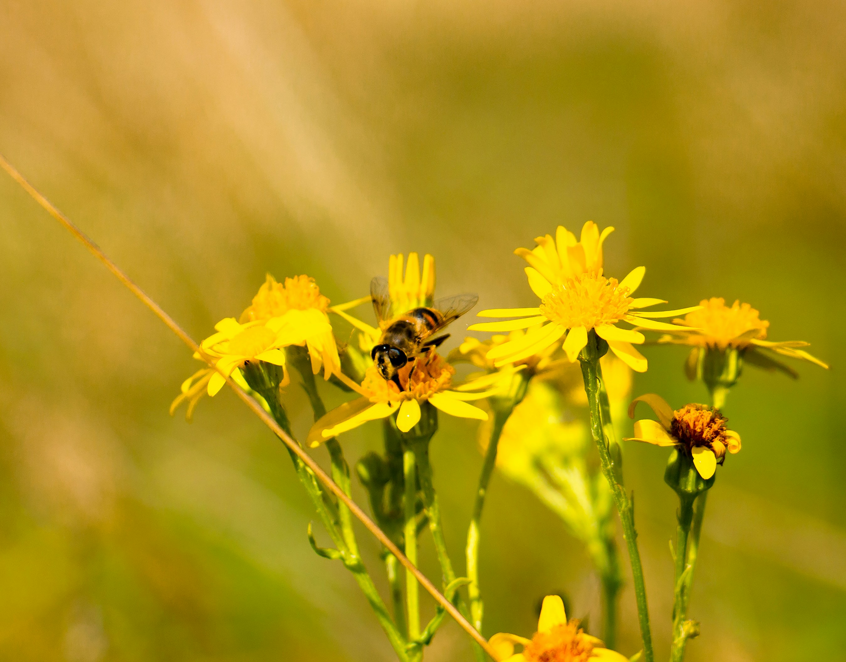 Photo by buddhapixel