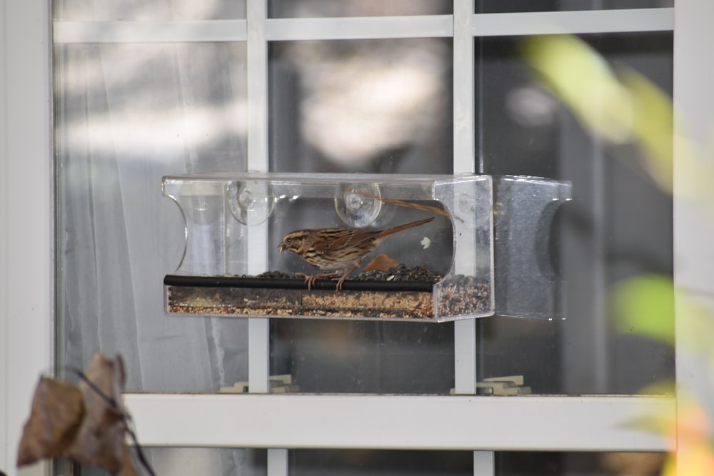 brown bird on clear glass fish bowl