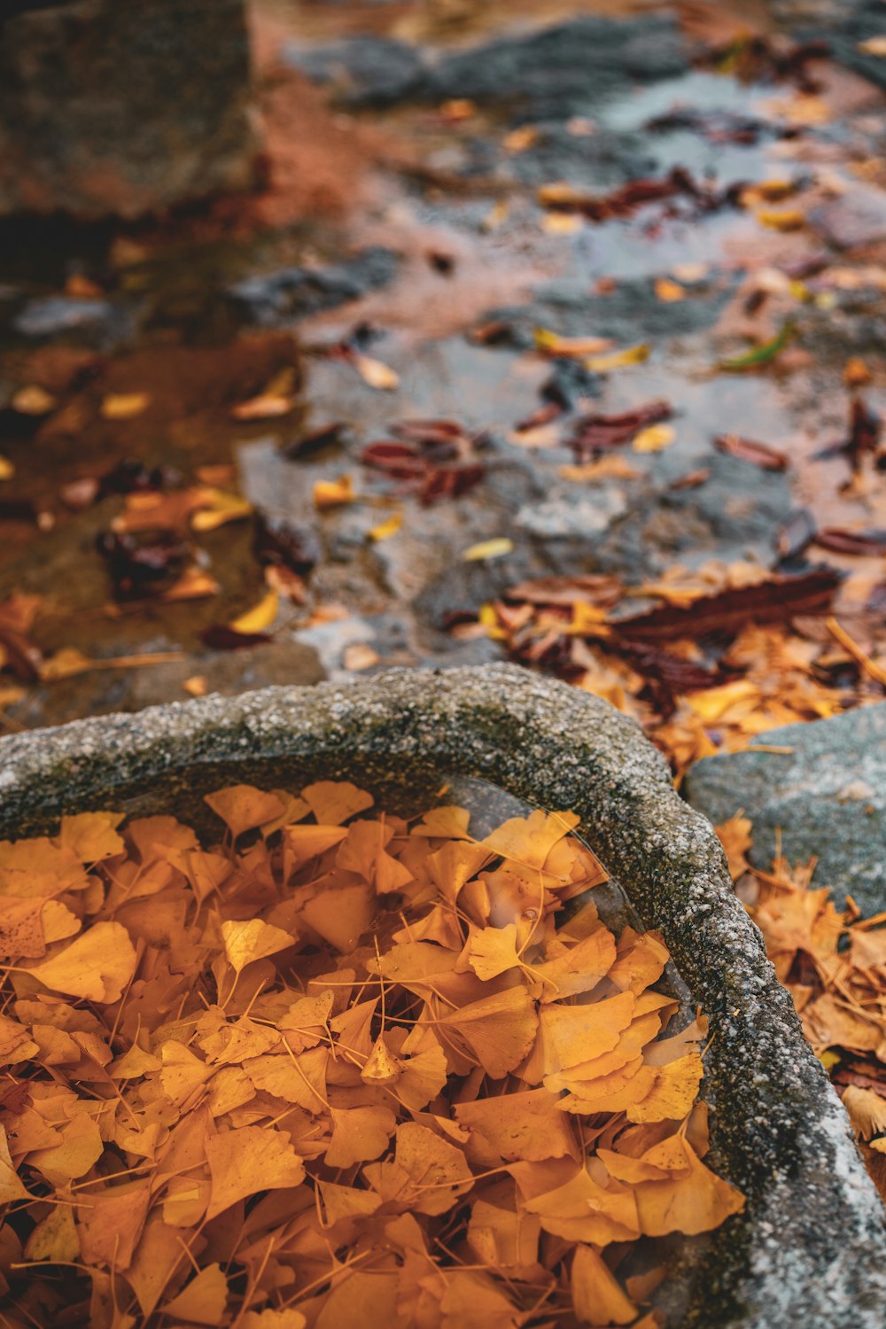 brown tree trunk on brown leaves