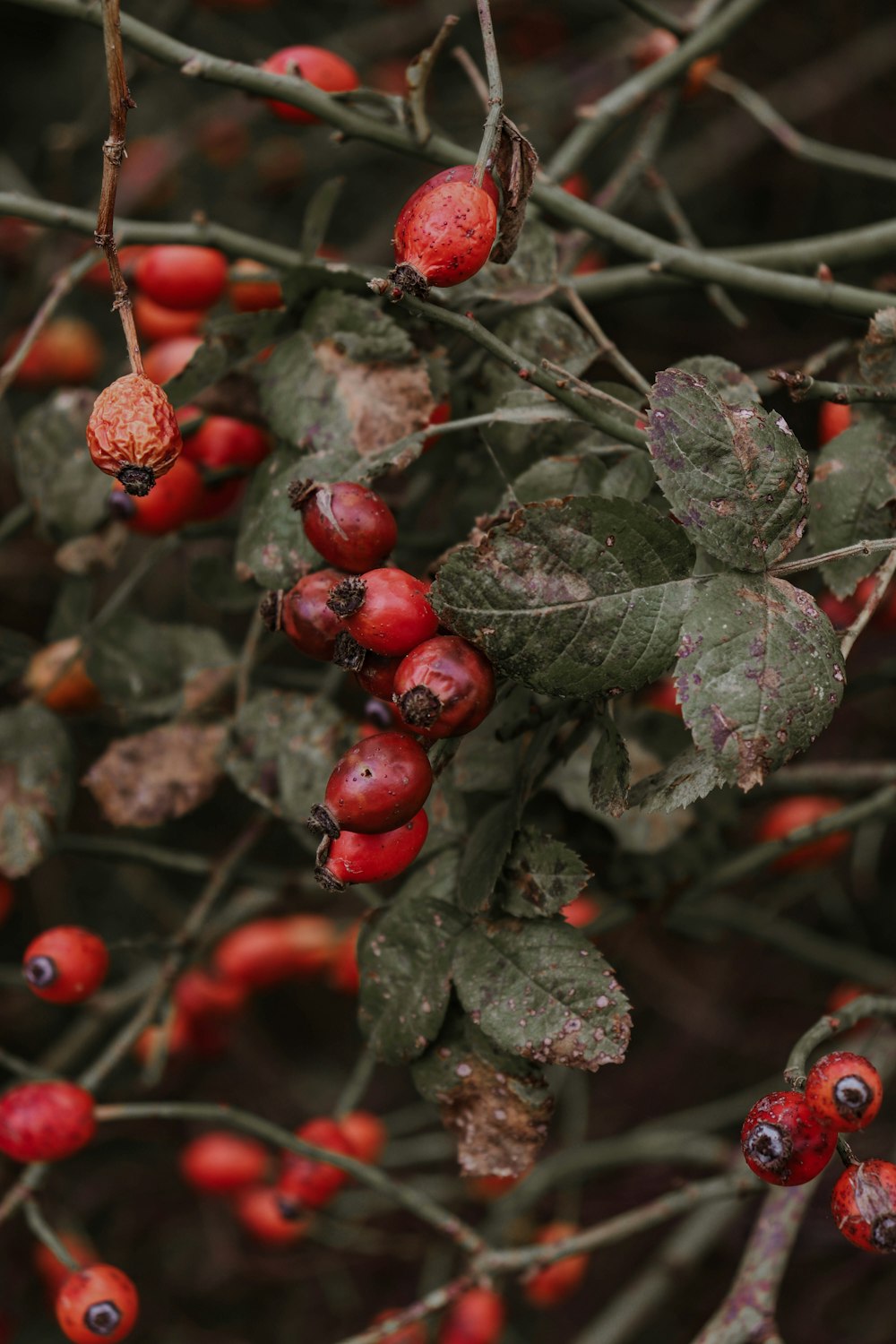 red round fruits on green leaves