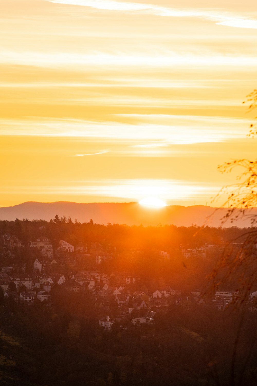 silhouette of trees during sunset