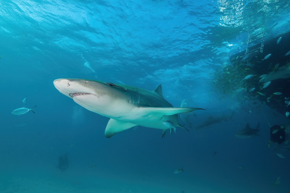 white and black shark under water