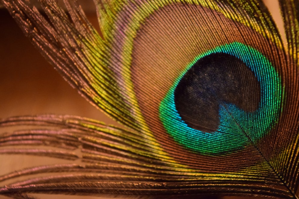 green and brown peacock feather