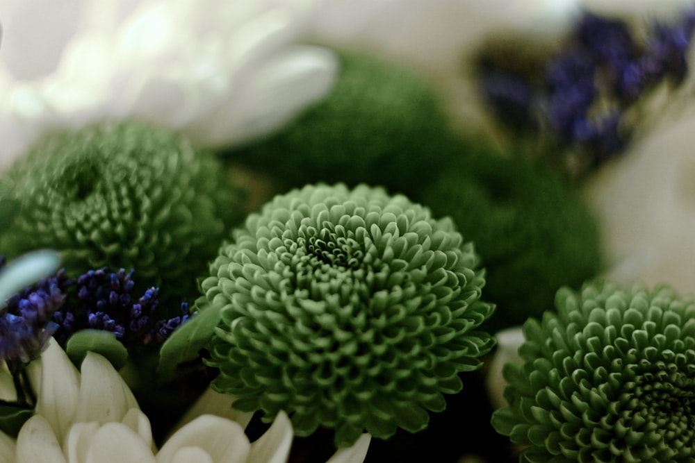 white and green flower in macro photography