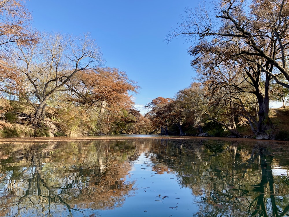 brown trees beside river under blue sky during daytime