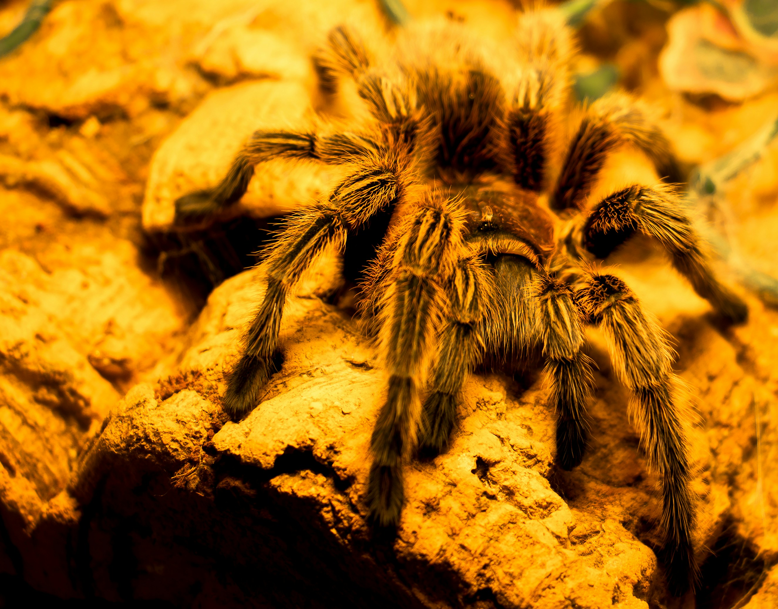 How Do Tarantulas Defend Against Threats From Predatory Ants?