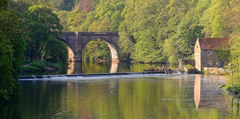 green trees beside river during daytime