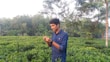 A farmer examining plants in a lush agricultural field.