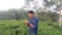 A farmer inspecting fresh spices in a lush green field under a clear blue sky.
