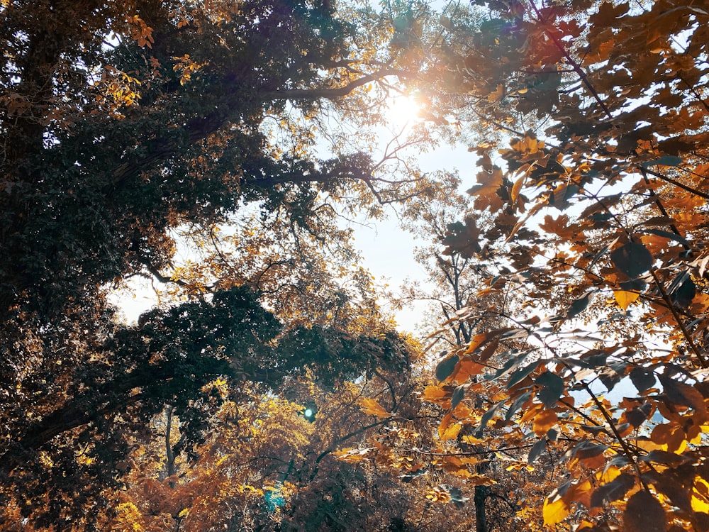 green and brown trees under blue sky during daytime