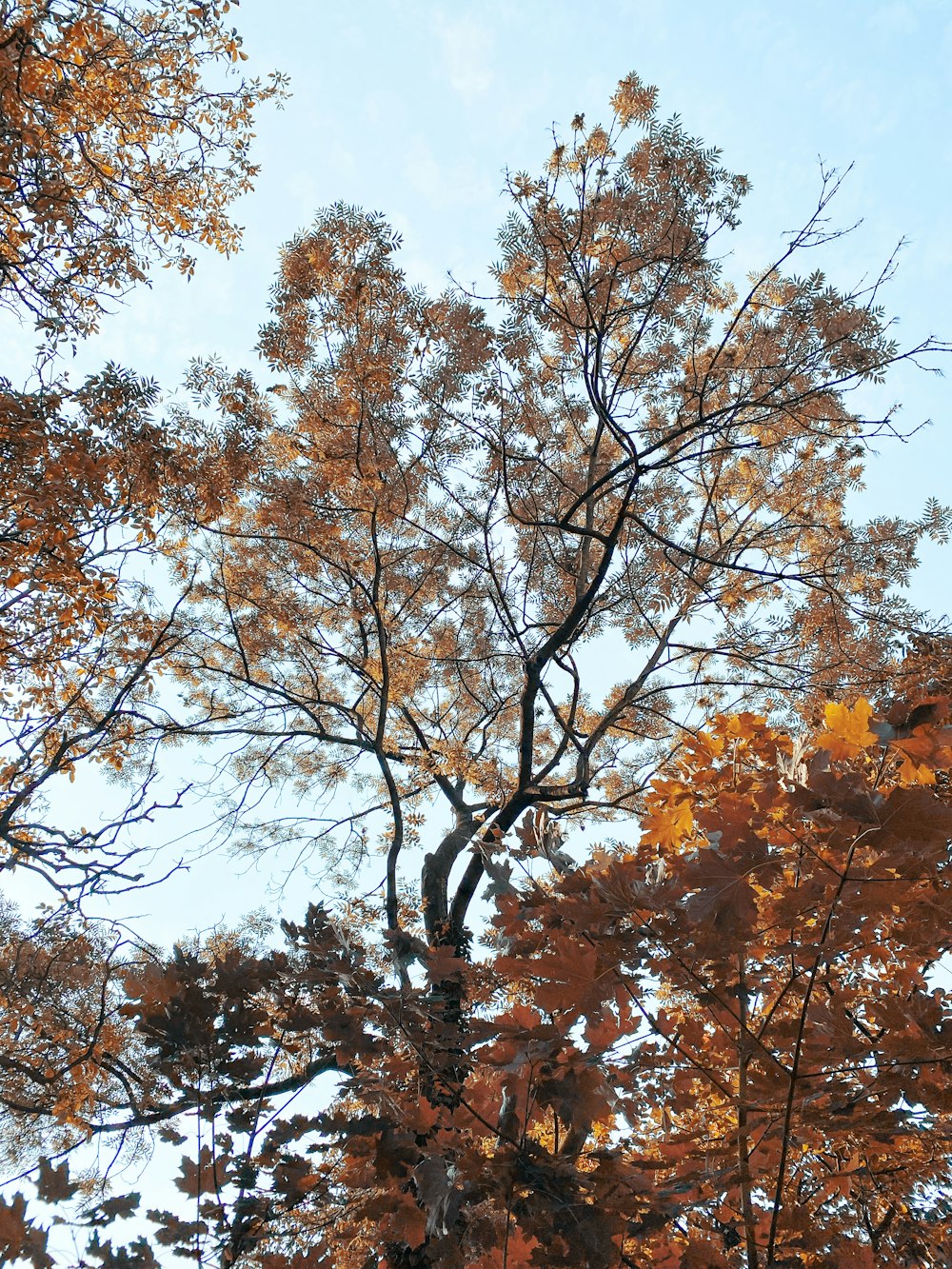 brown leaf tree under blue sky during daytime