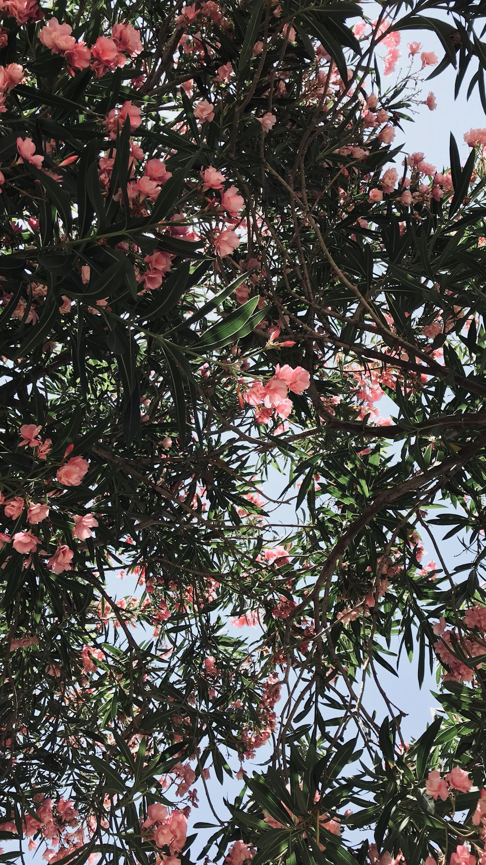 The image depicts a tree with pink flowers blooming on its branches, set against a clear blue sky. The vibrant colors and intricate details of the flowers create a sense of depth and perspective, drawing the viewer's eye upwards towards the sky.