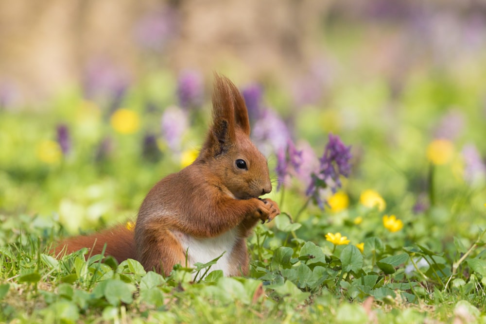 brown squirrel on green grass during daytime