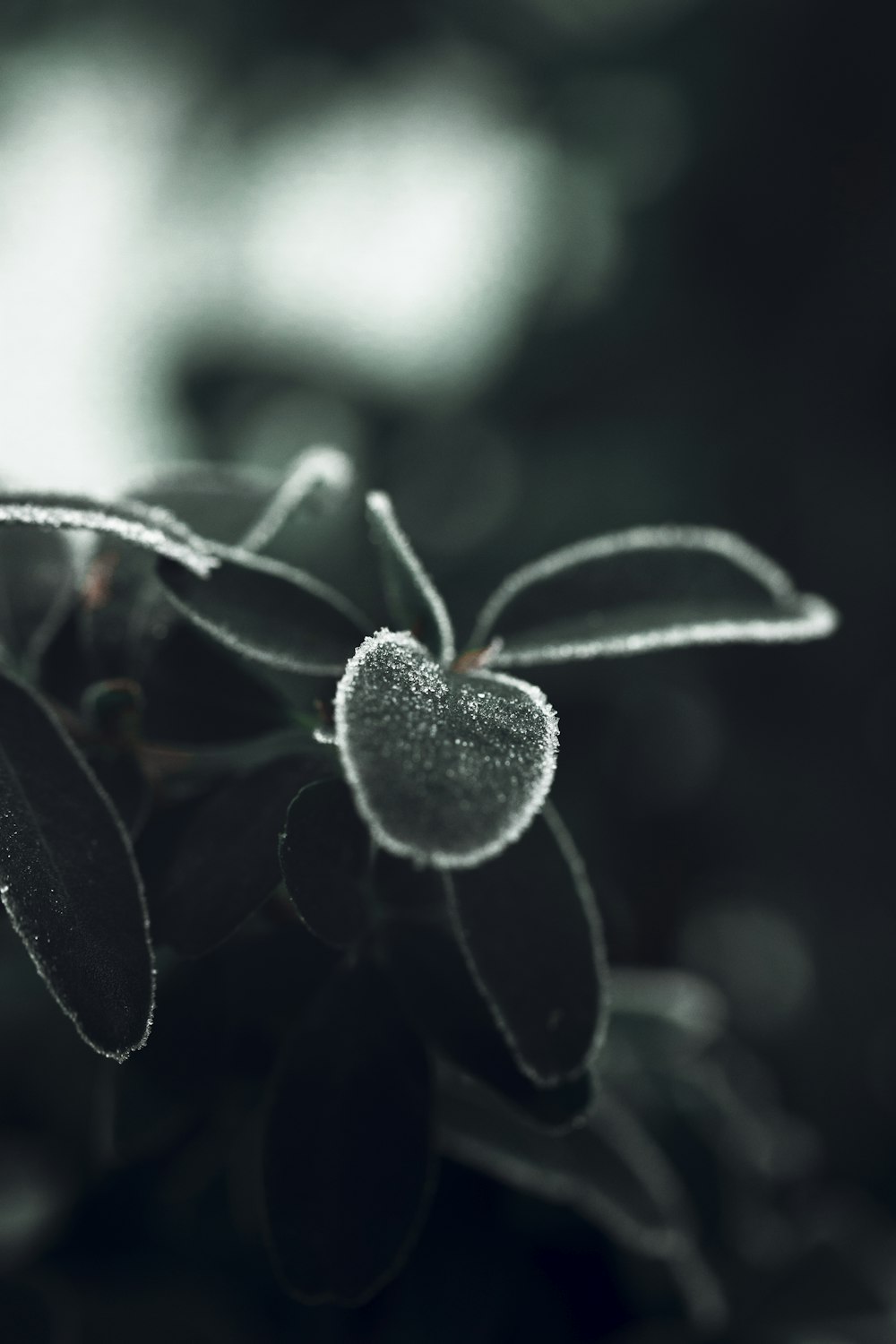 green plant in close up photography