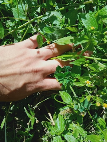 A close-up of hands gently tending to green plants in a sunlit garden.