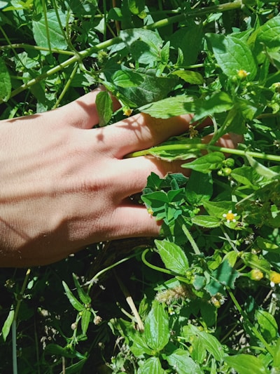 A caregiver gently holding hands with an elderly client in a sunlit room filled with plants.