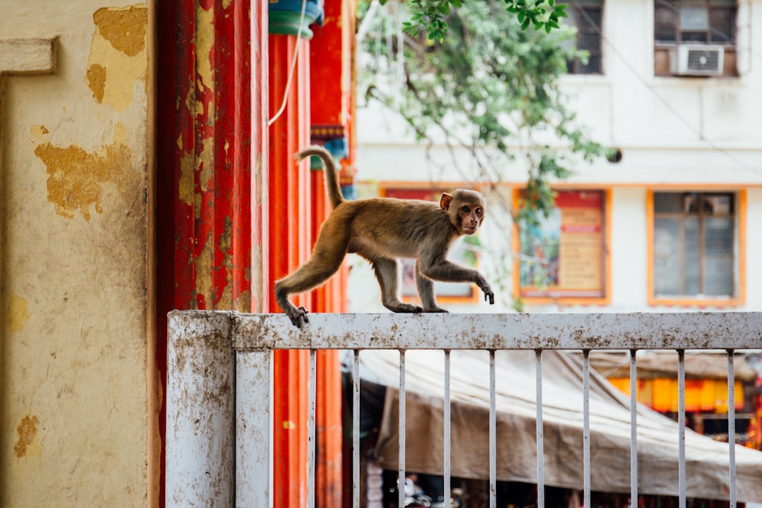 brown monkey on white wooden window during daytime