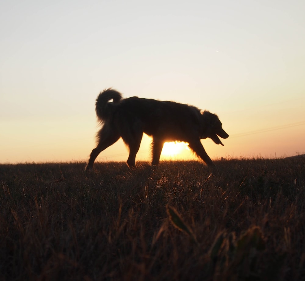 black short coated dog on brown grass field during daytime