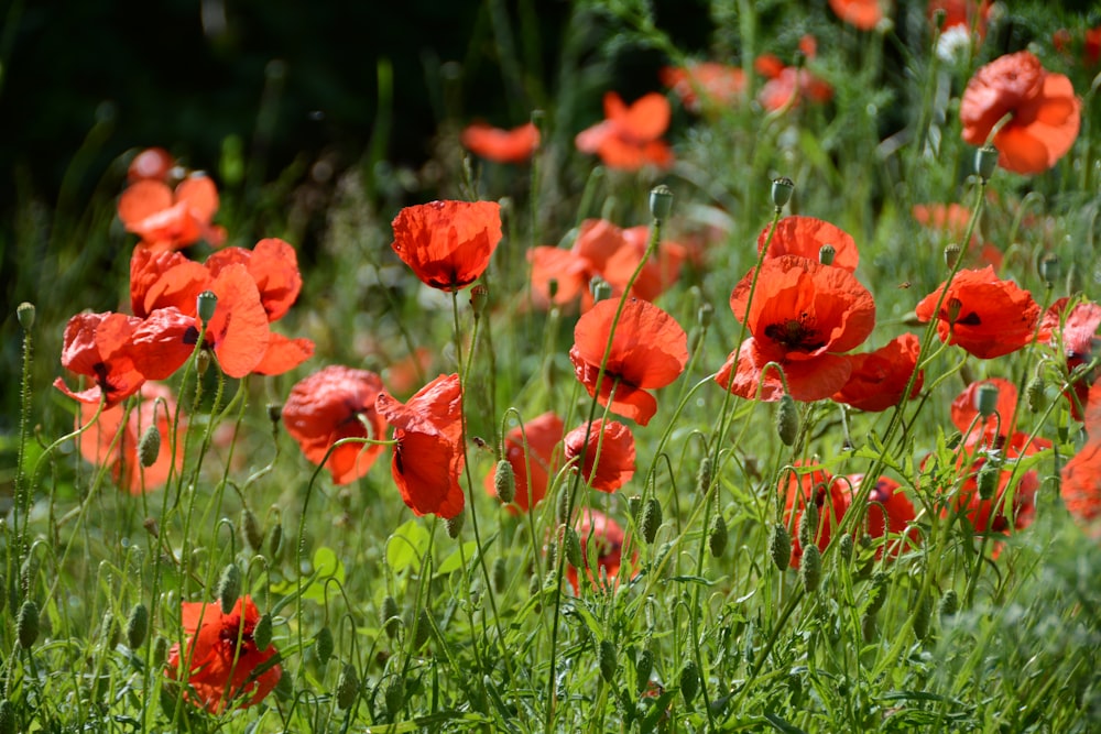 red flower in the field